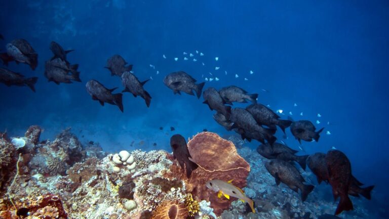 Pack Light For Mexico Liveaboards: Must-Have Gear List